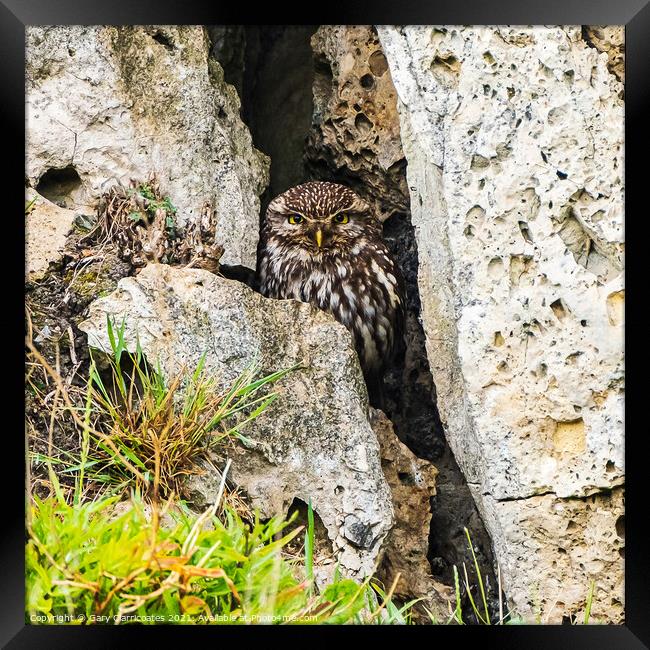 A Sheltering Little Owl Framed Print by Gary Clarricoates