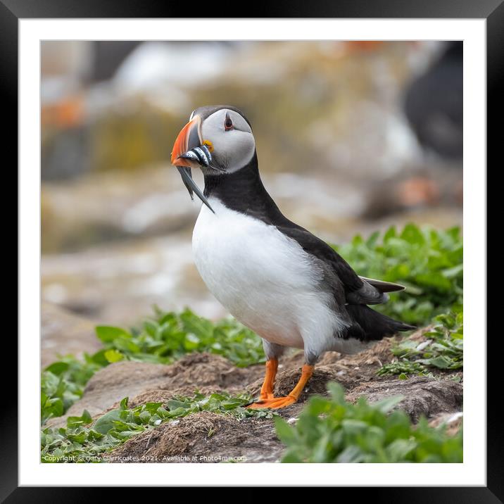 Puffin with Dinner Framed Mounted Print by Gary Clarricoates