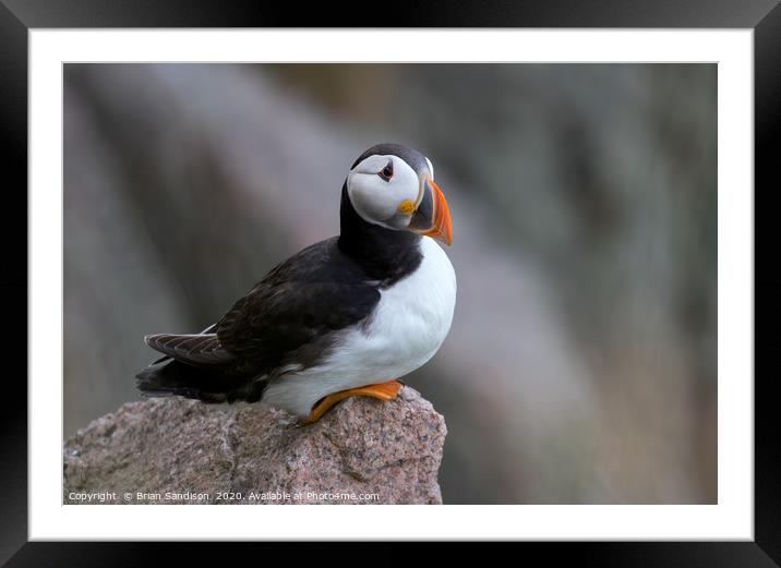 Puffin on a Cliff ledge Framed Mounted Print by Brian Sandison