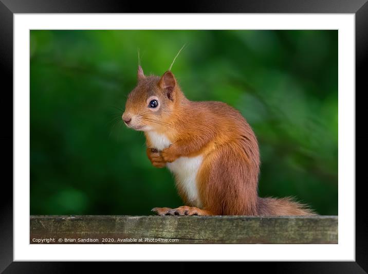 Red Squirrel Framed Mounted Print by Brian Sandison