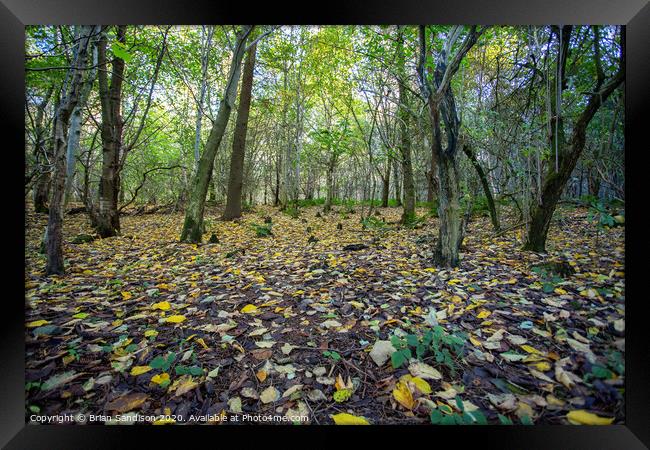 Nature's Autumn Carpet Framed Print by Brian Sandison