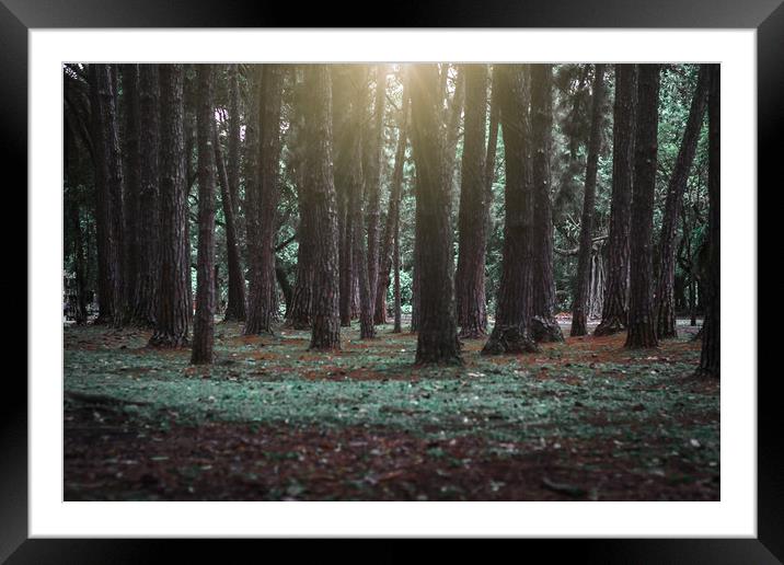 Lost Wood Collection #3 Framed Mounted Print by Hemerson Coelho