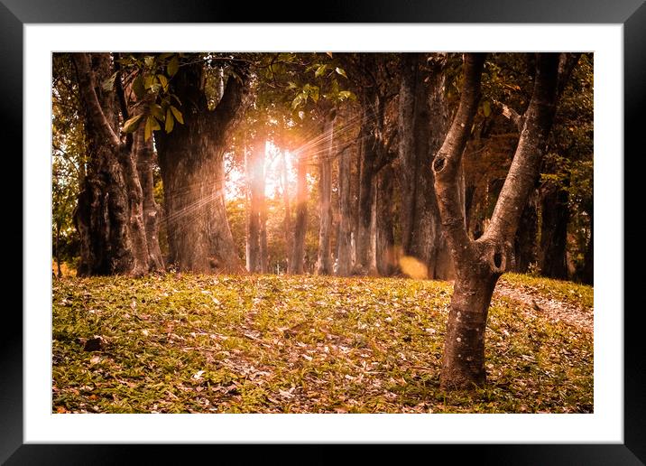 Lost Wood Collection #6 Framed Mounted Print by Hemerson Coelho