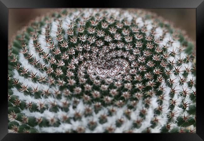 Winter Cactus Framed Print by Kathryn O'Brien