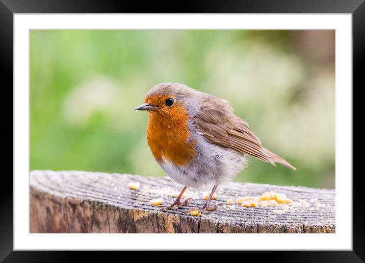 Cute Robin Framed Mounted Print by Mike Cave