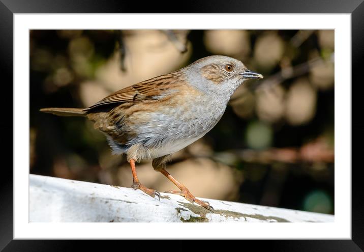 Spring Dunnock Framed Mounted Print by Mike Cave