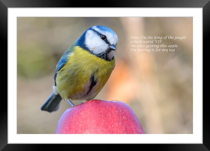Blue Tit eating an apple Framed Mounted Print by Mike Cave