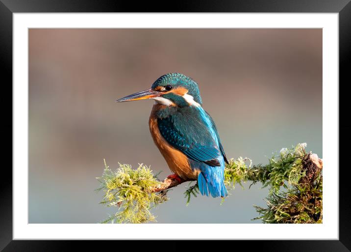 Female Kingfisher in Spring Framed Mounted Print by Mike Cave