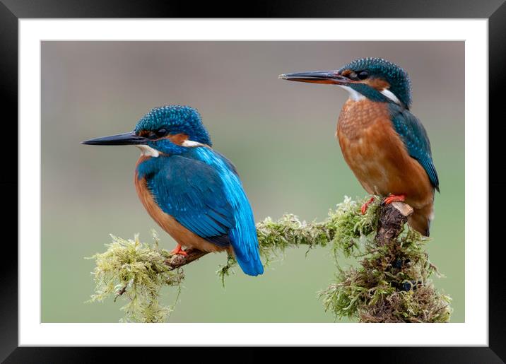 Meet the 'Fishers' Framed Mounted Print by Mike Cave