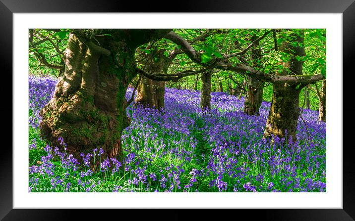 The late evening sun beams through a clump of beech trees in Dor Framed Mounted Print by Alan Hill