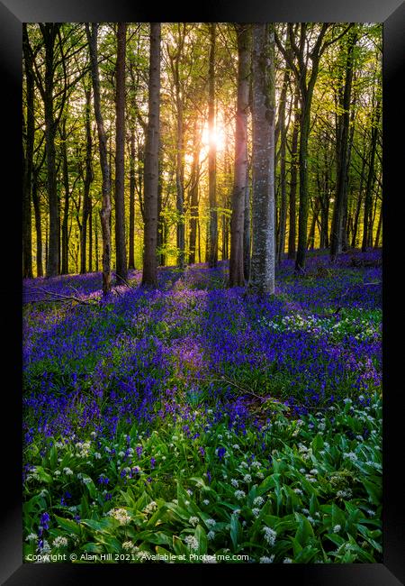 Late evening sun beams through a clump of beech trees in Dorset Framed Print by Alan Hill