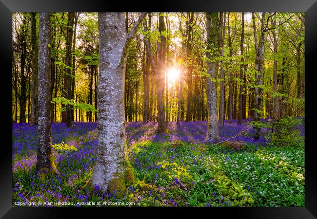 The late evening sun beams through a clump of beech trees in Dor Framed Print by Alan Hill