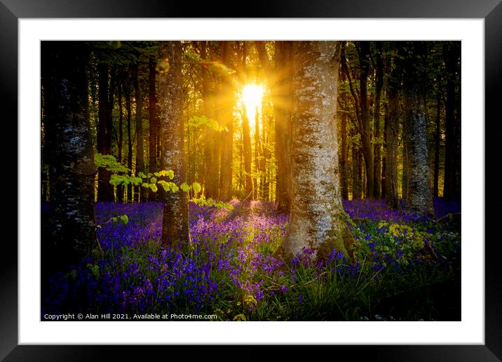 The late evening sun beams through a clump of beech trees in Dor Framed Mounted Print by Alan Hill