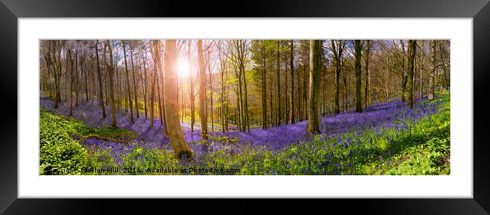 Sunlight illuminates peaceful bluebell woods Framed Mounted Print by Alan Hill