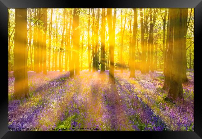 Sunshine streams through bluebell woods Framed Print by Alan Hill