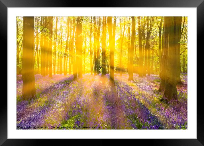 Sunshine streams through bluebell woods Framed Mounted Print by Alan Hill