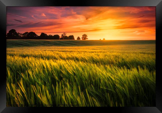 Sunset over a ripening wheat field Framed Print by Alan Hill