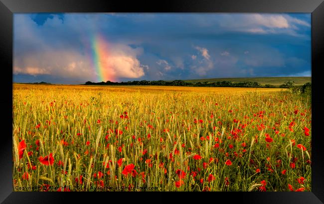 Rainbow over field of poppies at sunset Framed Print by Alan Hill
