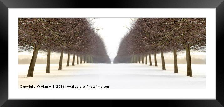 Snowy avenue of trees in winter Framed Mounted Print by Alan Hill