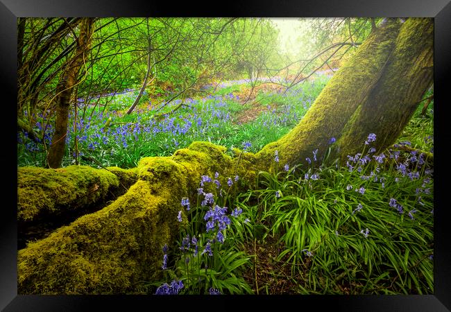 Enchanted Bluebell Woods Framed Print by Alan Hill
