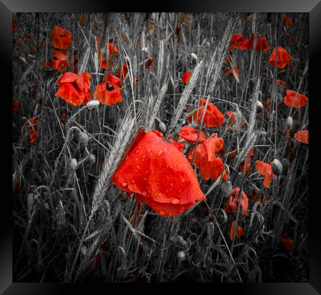 Dew-covered deep red poppies in a field Framed Print by Alan Hill