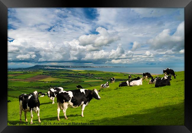 Cows in Dorset countryside overlooking Portland Framed Print by Alan Hill