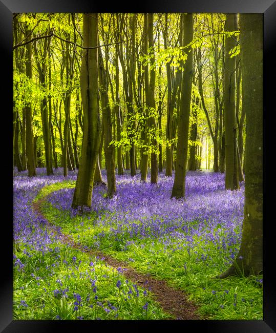 Sunlight shines through trees in bluebell woods Framed Print by Alan Hill