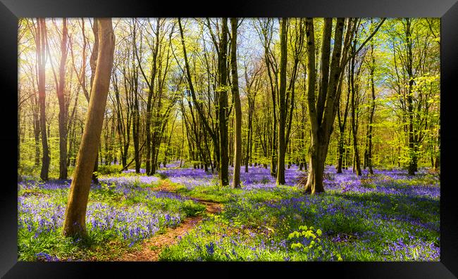 Sunlight shines through trees in bluebell woods Framed Print by Alan Hill