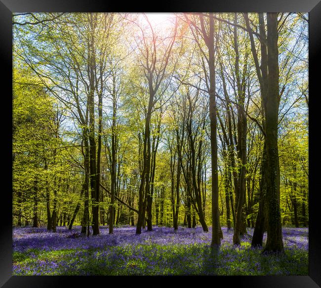 Sunlight shines through trees in bluebell woods Framed Print by Alan Hill