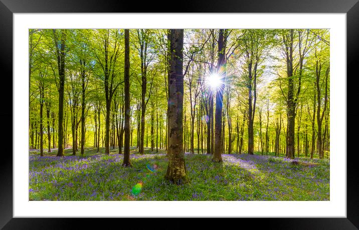 Sunlight shines through trees in bluebell woods Framed Mounted Print by Alan Hill