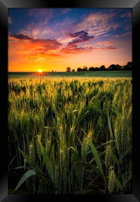 Sunset over a wheat field in Northamptonshire Framed Print by Alan Hill