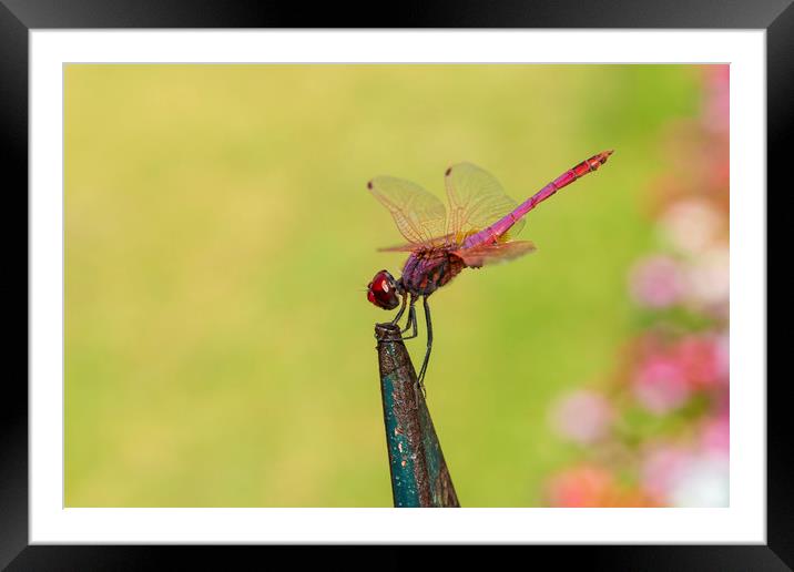 Red dragonfly perched on railings in Corfu Town Framed Mounted Print by Alan Hill