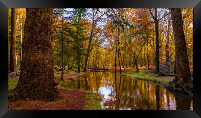 New Forest trees in autumn Framed Print by Alan Hill