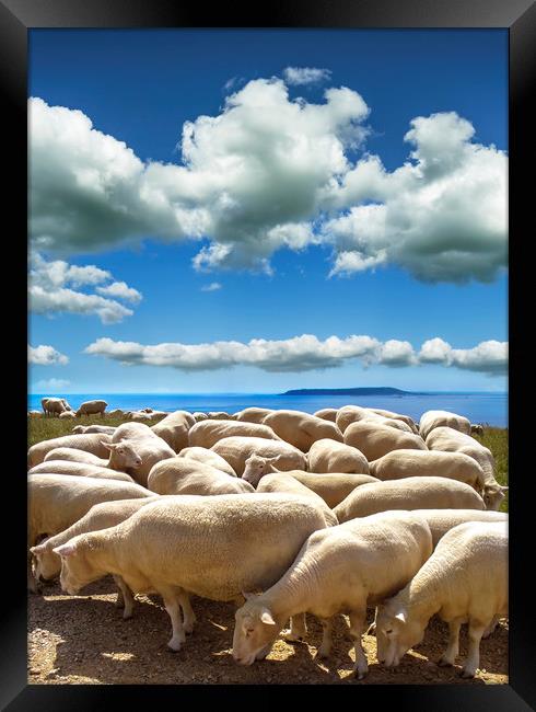 Sheep-filled landscape at Ringstead in Dorset Framed Print by Alan Hill