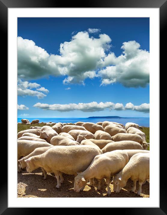 Sheep-filled landscape at Ringstead in Dorset Framed Mounted Print by Alan Hill