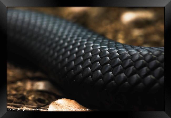 Black Snake Skin Framed Print by Ian Leishman