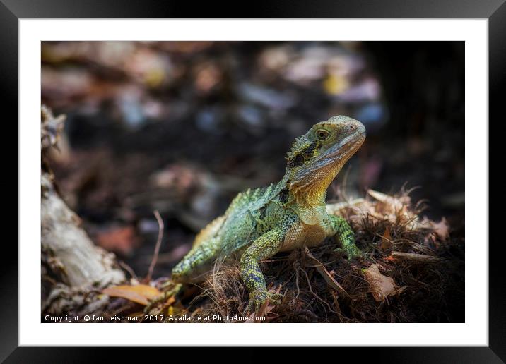 A native queensland lizard on alert Framed Mounted Print by Ian Leishman