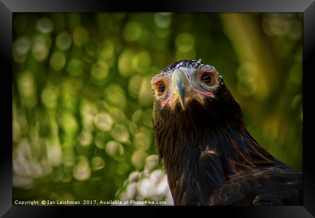 Australian Wedge-Tailed Eagle on alert Framed Print by Ian Leishman