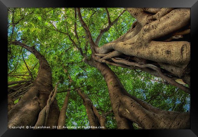 Looking up into Fig Canopy Framed Print by Ian Leishman