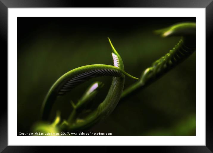 New life emerging Framed Mounted Print by Ian Leishman
