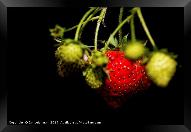 Garden strawberries bunch Framed Print by Ian Leishman