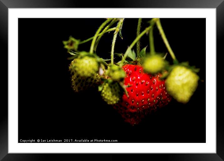Garden strawberries bunch Framed Mounted Print by Ian Leishman