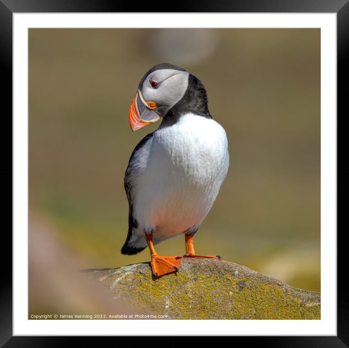 Farne Island Puffin Framed Mounted Print by James Kenning