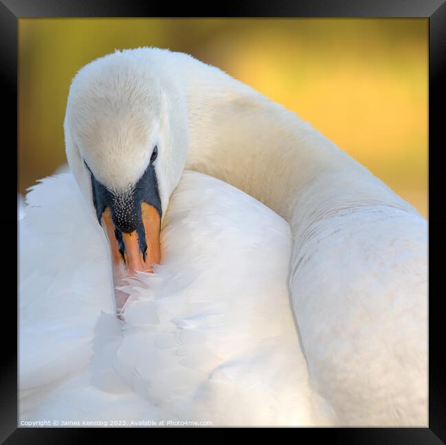 Swan grooming itself Framed Print by James Kenning