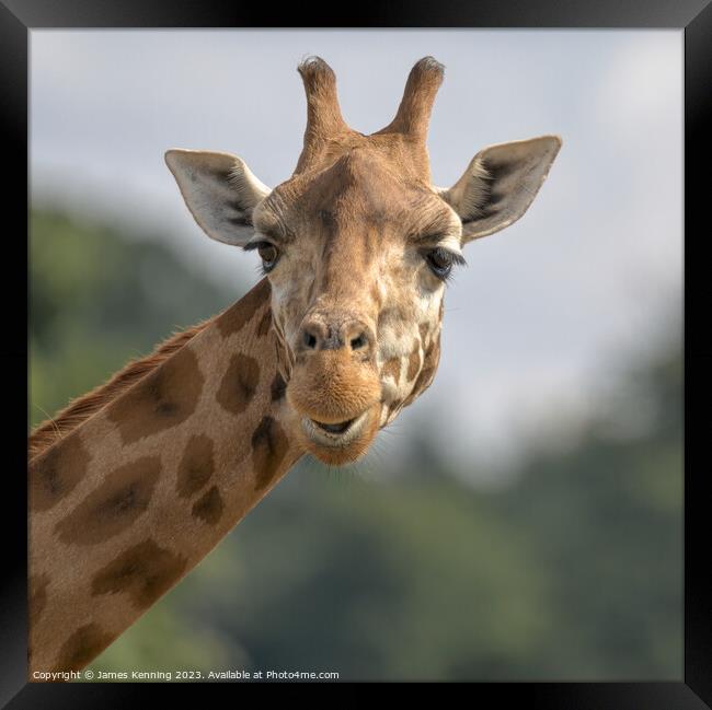 Comedy giraffe portrait Framed Print by James Kenning