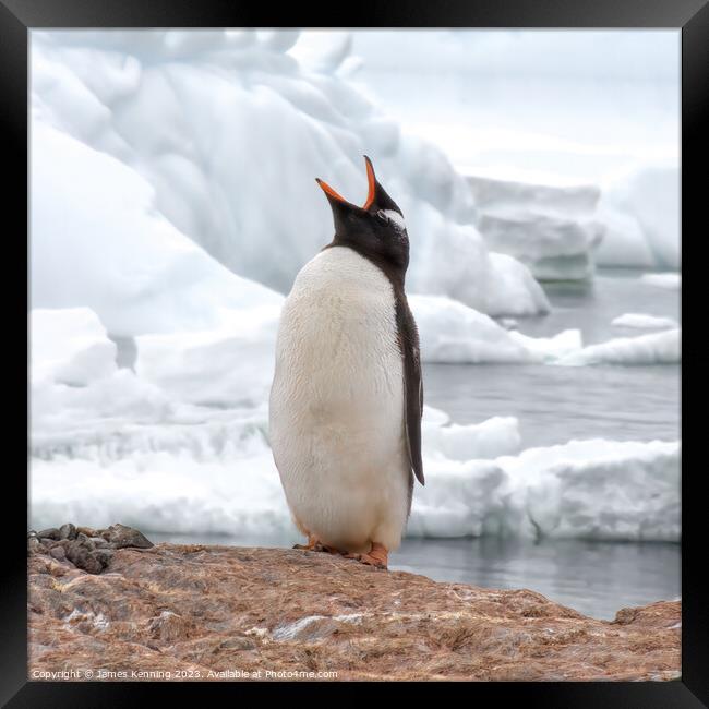 Gentoo penguin calling Framed Print by James Kenning