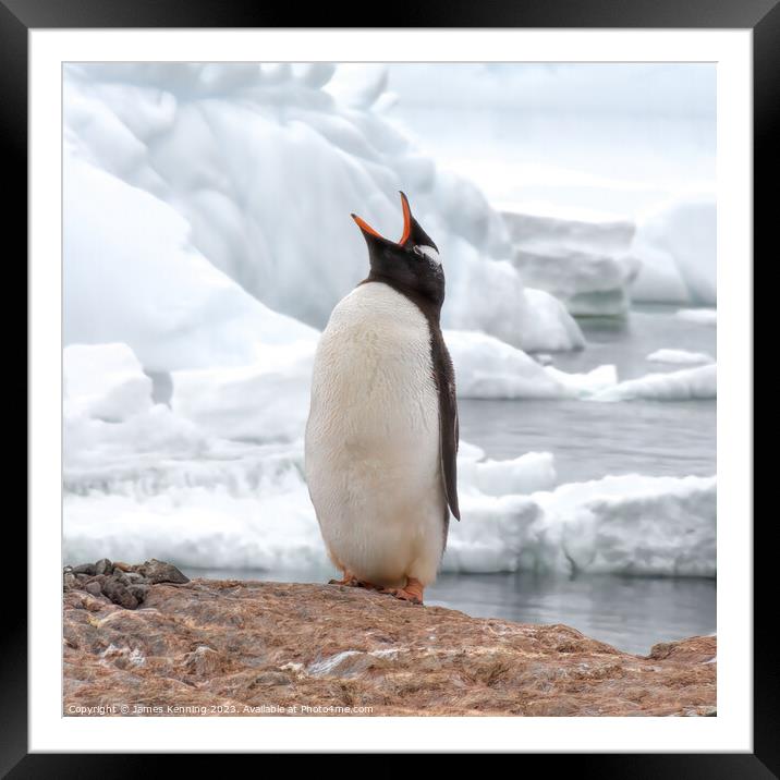 Gentoo penguin calling Framed Mounted Print by James Kenning
