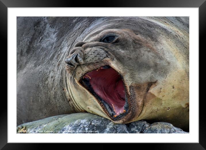 Antarctic elephant seal Framed Mounted Print by James Kenning