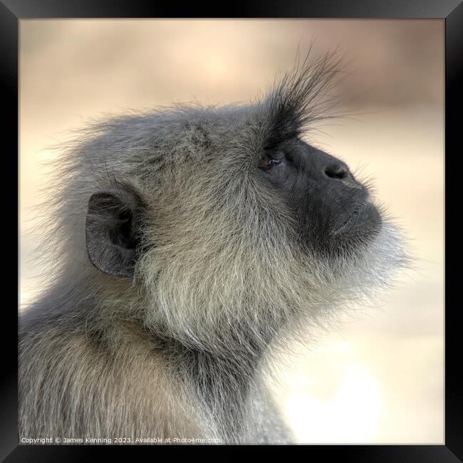 Langur monkey portrait Framed Print by James Kenning