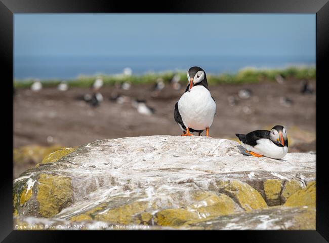Puffin on the ground on Inner Farne Lsland in the Farne Islands, Northumberland, England Framed Print by Dave Collins